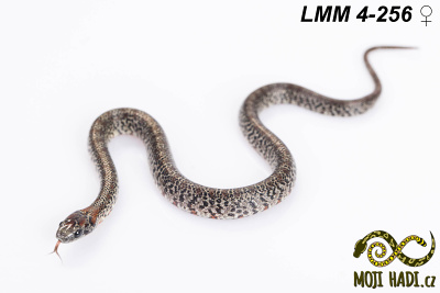 hadi na prodej, mládě, český chov hadů, odchov hadů, mojihadi.cz, lampropeltis mexicana mexicana, Mexican Kingsnake, korálovka mexická, granite germane linie, Nucha stripe, granite chadima line